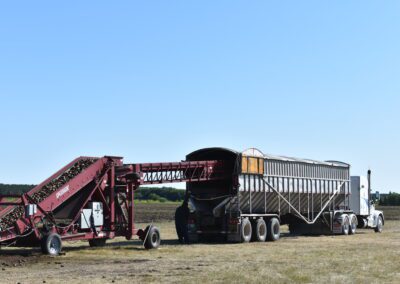 Truck loading up with potatoes