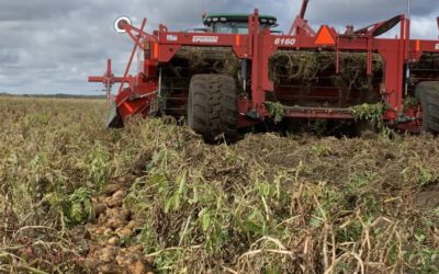 Manitoba Potato Harvest Nearing Finish Line